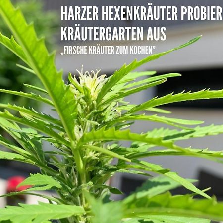 Wundervolle Ferienwohnung Zum Borkenkäfer Elbingerode  Exterior foto