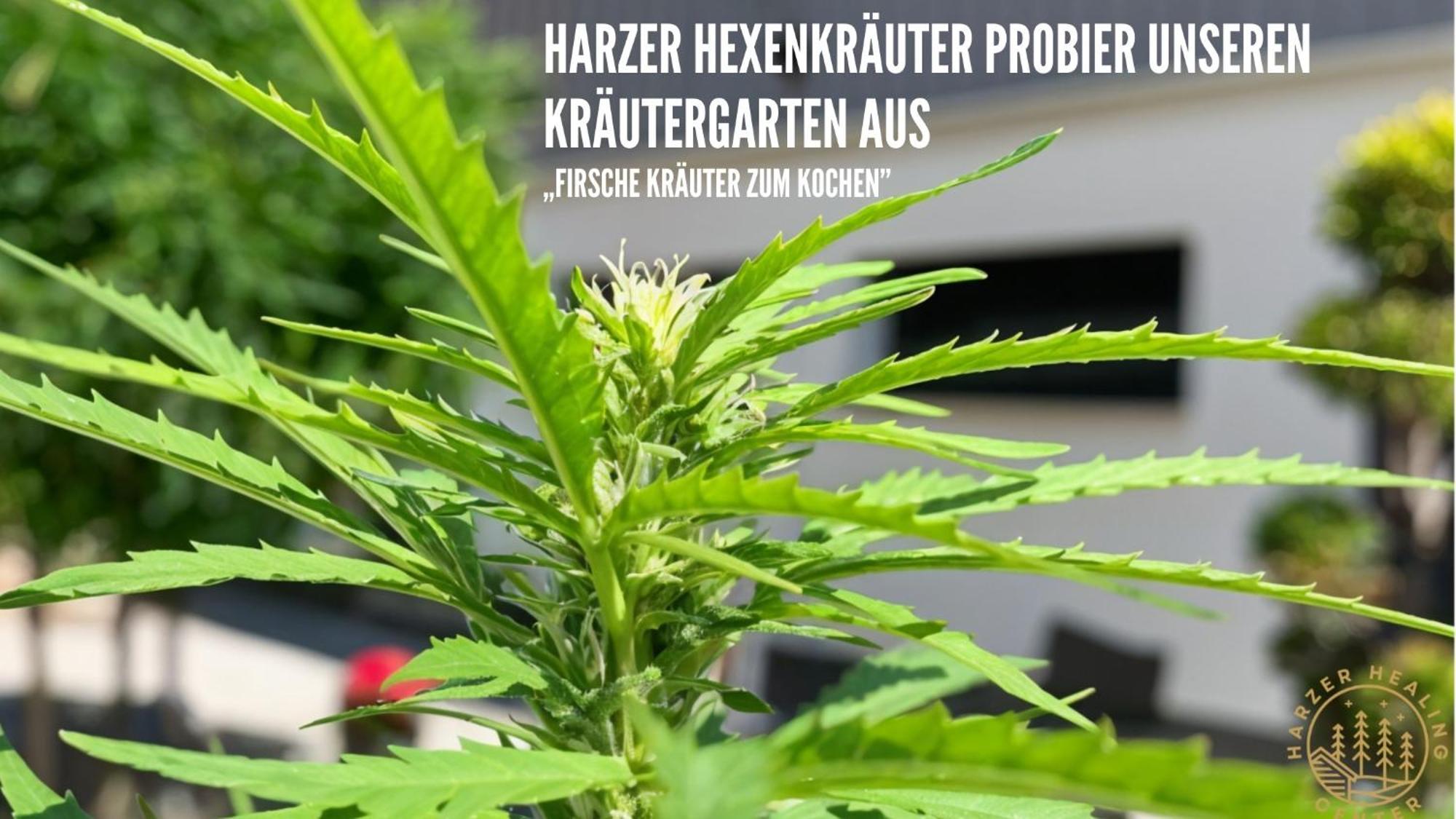 Wundervolle Ferienwohnung Zum Borkenkäfer Elbingerode  Exterior foto